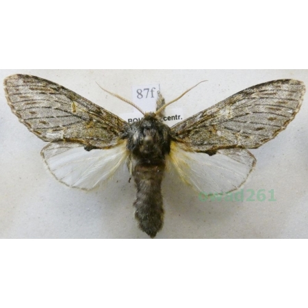 Peridea anceps (Goeze, 1781) male Garbatka zaczepka Czech87f